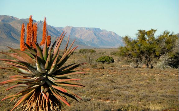 Oudtshoorn scenery