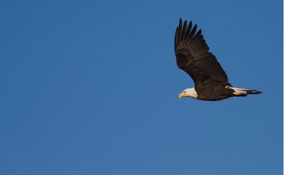 Eagle Flying
