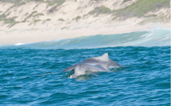 Dolphins breaching