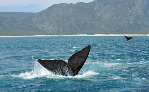 Whale tail