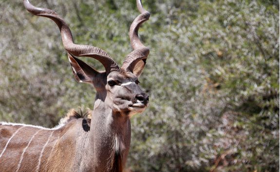 Antelope, South Africa