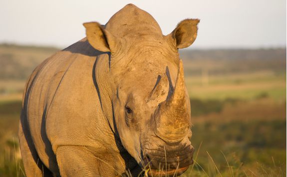 Rhino