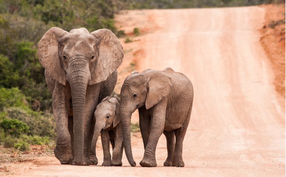 Elephants