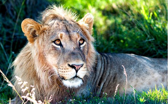 Lion lying down