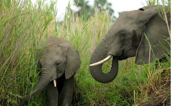 Elephants on safari