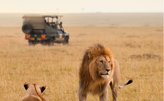 Lions by safari vehicle