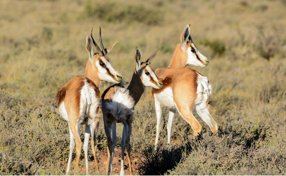 Springbok in South Africa