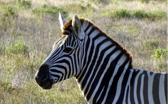 Zebra