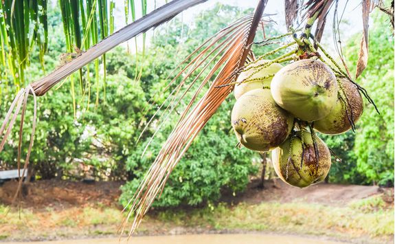 Coconuts in Indonesia