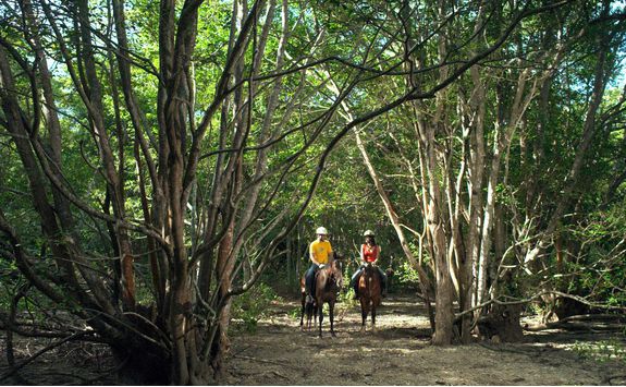 Horse riding at The Menjangan