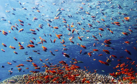 Underwater world, Menjangan Island