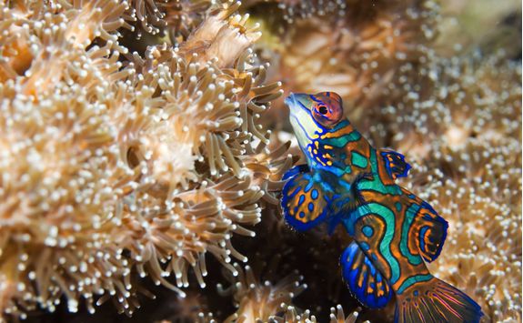 Mandarin Fish