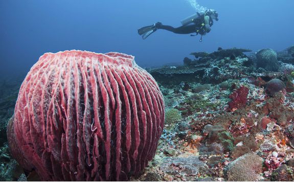 Diving in Menjangan Marine Park