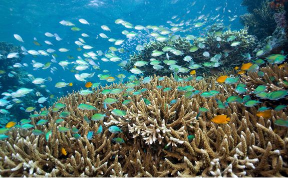 Coral reef near Pemuteran, Bali