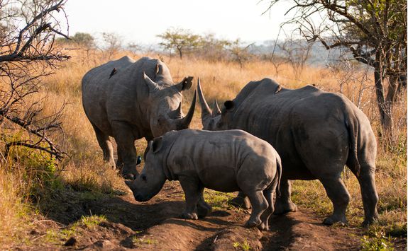 White rhino in the Phinda Game Reserve