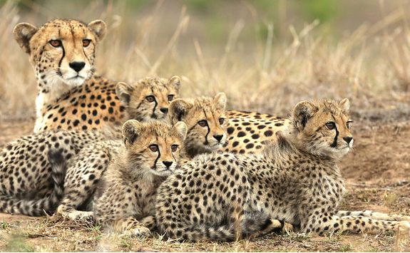 andbeyond Phinda Forest Lodge - Cheetah Sighting