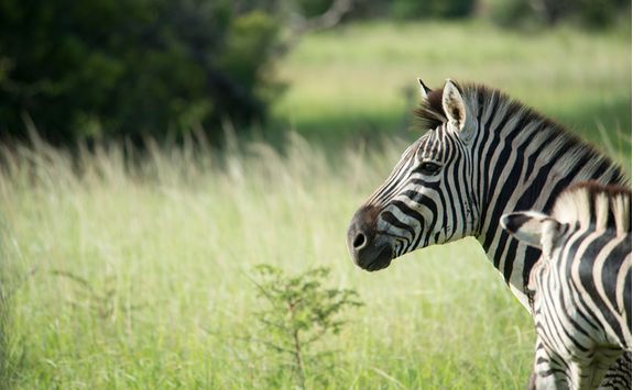 Zebra, KwaZulu Natal