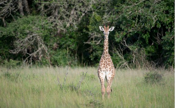 Giraffe in the Phinda Game Reserve
