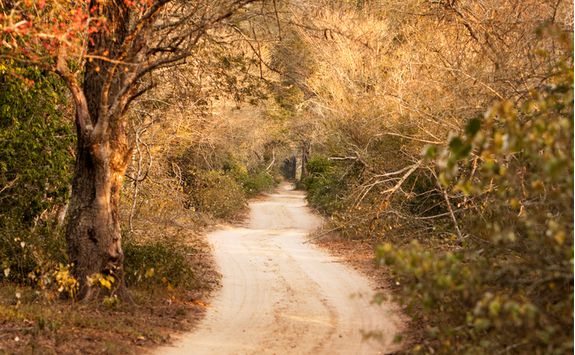 Driving through Phinda Game Reserve