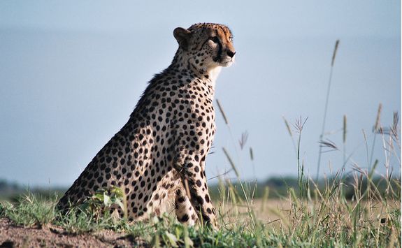 Cheetah in Phinda Game Reserve