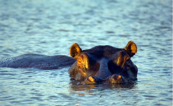 Hippo, KwaZulu-Natal
