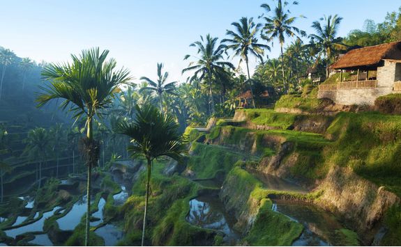 Rice paddies in Ubud