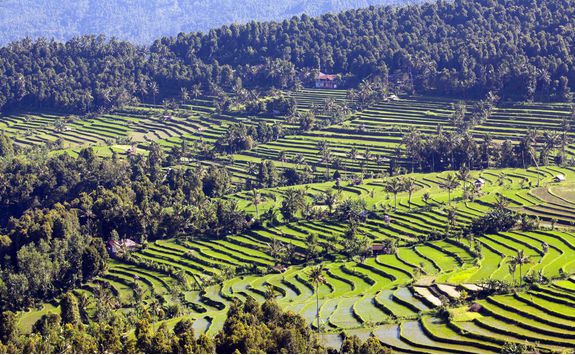 Rice paddy fields in Ubud