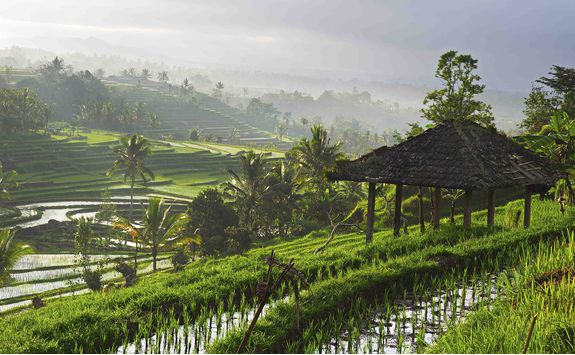 Rice paddies in Ubud scenery