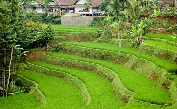 Java Rice Paddies