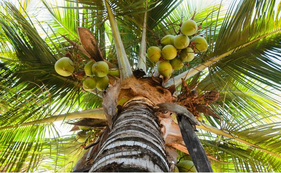 Coconuts, Java