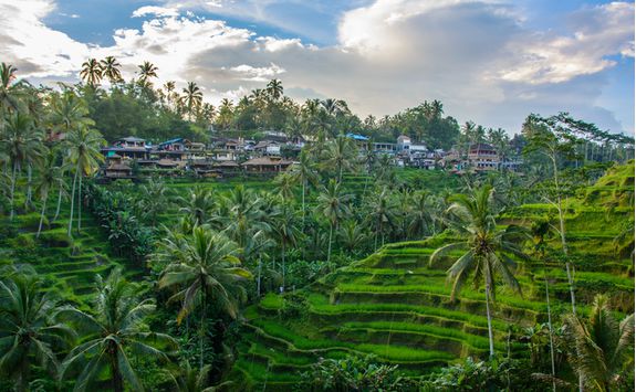 Rice paddies