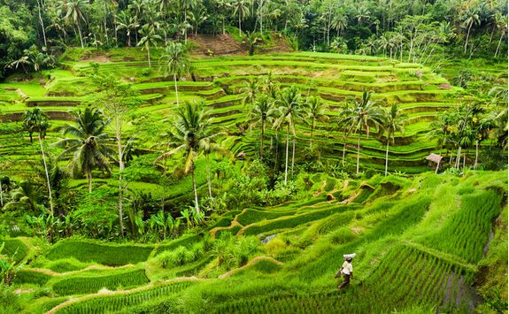 Rice paddies, Indonesia