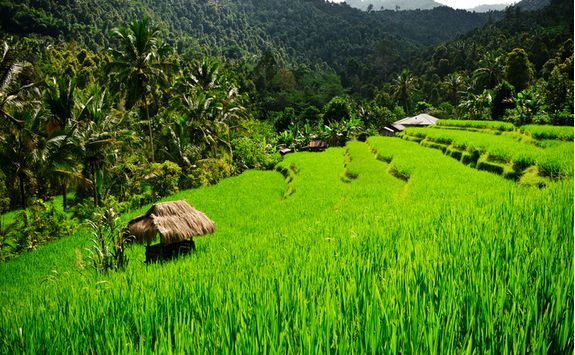 Rice Paddies, Bali