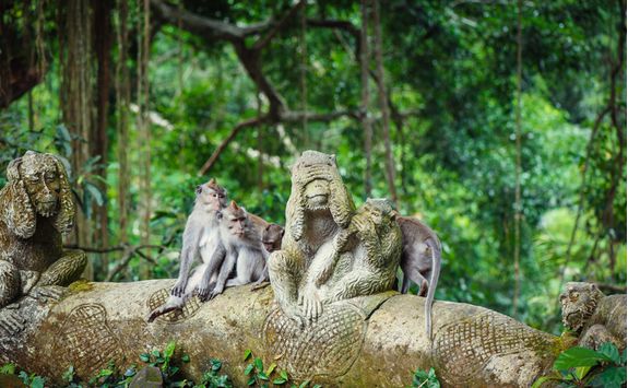 Monkey Forest