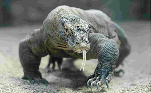 Komodo dragon