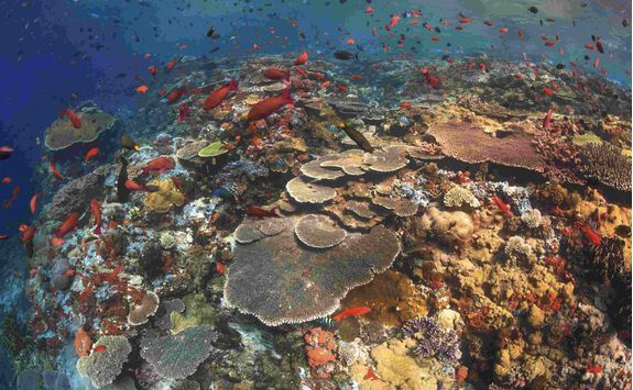 Coral Reef, Komodo