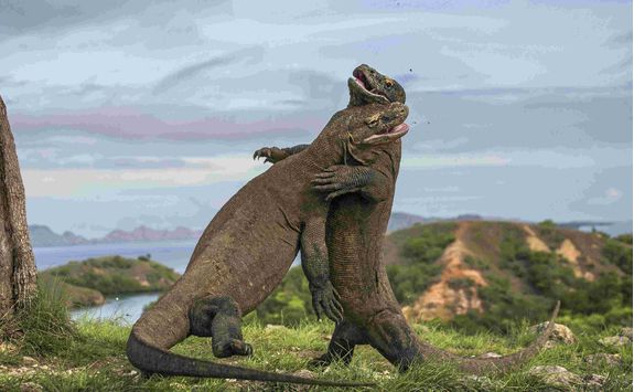 Komodo dragons fighting