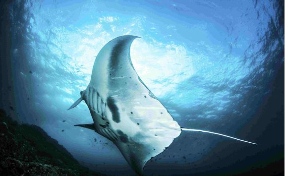 Manta Ray, Indonesia