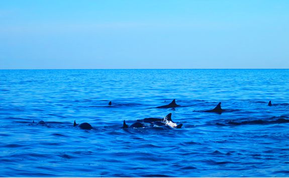 dolphins swimming