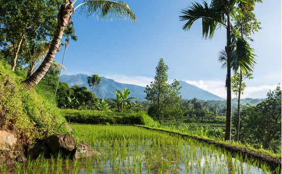 Lombok paddies
