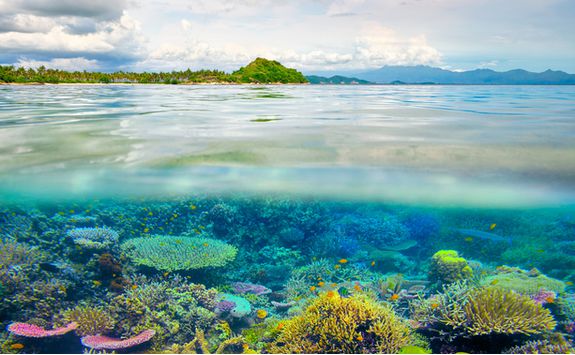 Lombok coral reef