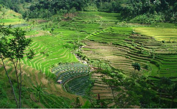 fields from amanjiwo