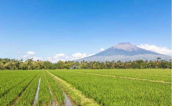 rice field java