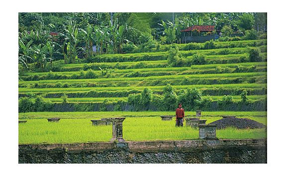 amankila rice terraces bali