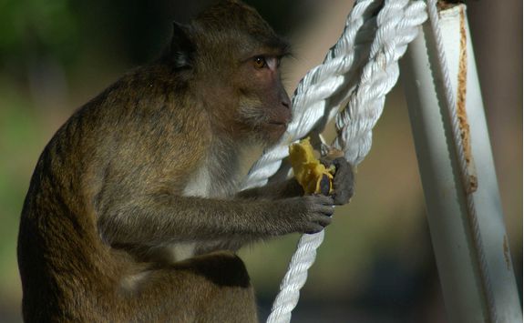 amanwana monkey