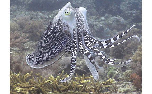 amanwana octopus