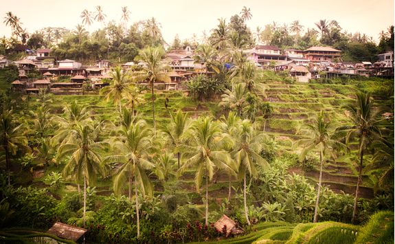 a rice plantation village in Bali