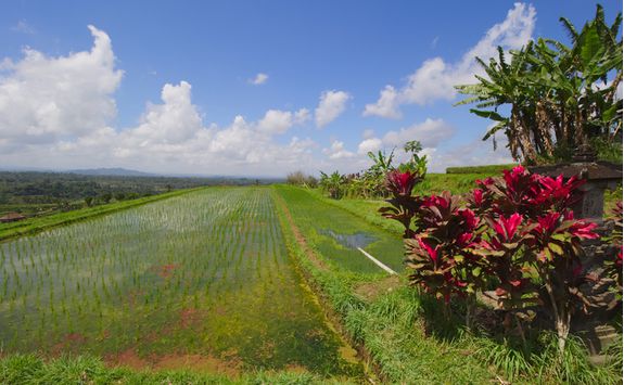 rice terrace field in bali