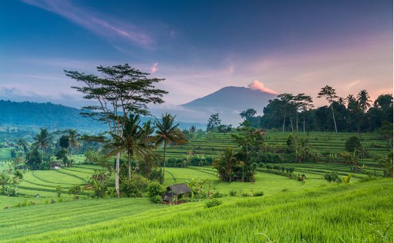 bali rice terrace field