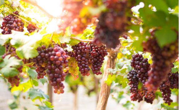 italian grapes